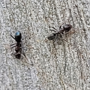 Iridomyrmex rufoniger at Molonglo Valley, ACT - 5 Feb 2022