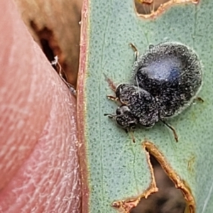 Coccinellidae (family) at Molonglo Valley, ACT - 5 Feb 2022