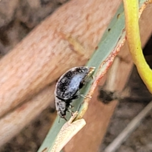 Coccinellidae (family) at Molonglo Valley, ACT - 5 Feb 2022 12:22 PM