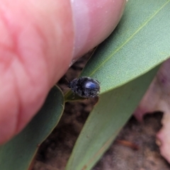 Coccinellidae (family) at Molonglo Valley, ACT - 5 Feb 2022 12:22 PM