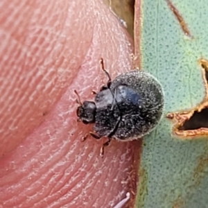 Coccinellidae (family) at Molonglo Valley, ACT - 5 Feb 2022