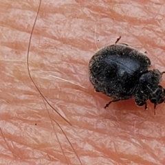 Coccinellidae (family) at Molonglo Valley, ACT - 5 Feb 2022 12:22 PM