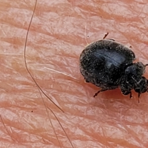 Coccinellidae (family) at Molonglo Valley, ACT - 5 Feb 2022