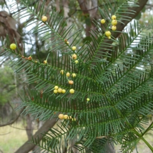 Austroacacidiplosis botrycephalae at Coree, ACT - 4 Feb 2022