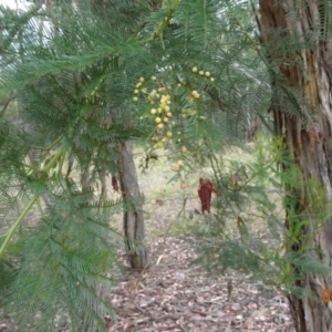 Austroacacidiplosis botrycephalae at Coree, ACT - 4 Feb 2022