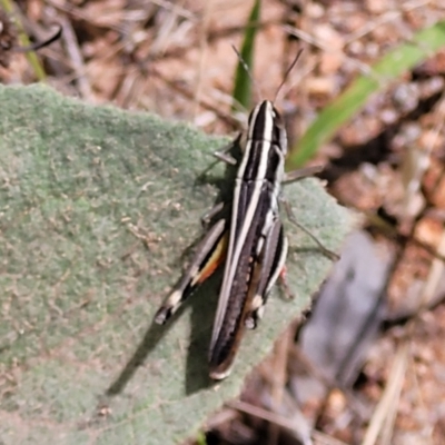 Macrotona australis (Common Macrotona Grasshopper) at Molonglo Valley, ACT - 5 Feb 2022 by trevorpreston