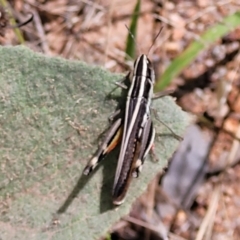 Macrotona australis (Common Macrotona Grasshopper) at Molonglo Valley, ACT - 5 Feb 2022 by tpreston