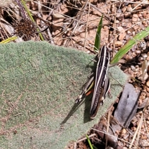 Macrotona australis at Molonglo Valley, ACT - 5 Feb 2022