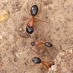 Camponotus nigriceps (Black-headed sugar ant) at Stromlo, ACT - 5 Feb 2022 by trevorpreston