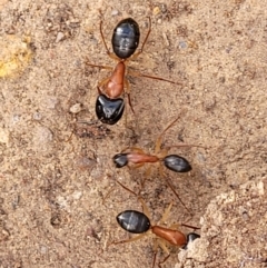 Camponotus nigriceps (Black-headed sugar ant) at Stromlo, ACT - 5 Feb 2022 by tpreston
