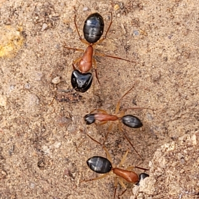 Camponotus nigriceps (Black-headed sugar ant) at Block 402 - 5 Feb 2022 by trevorpreston