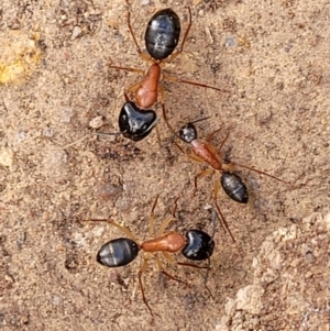 Camponotus nigriceps at Stromlo, ACT - 5 Feb 2022