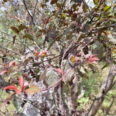 Prunus cerasifera (Cherry Plum) at Stromlo, ACT - 5 Feb 2022 by trevorpreston