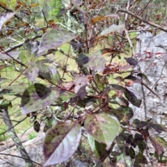 Prunus cerasifera at Stromlo, ACT - 5 Feb 2022