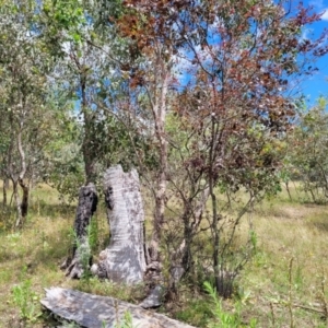 Prunus cerasifera at Stromlo, ACT - 5 Feb 2022 12:12 PM