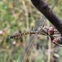Hemicordulia tau (Tau Emerald) at Stromlo, ACT - 5 Feb 2022 by trevorpreston
