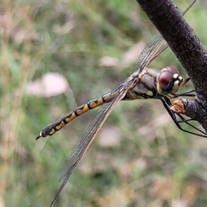 Hemicordulia tau at Stromlo, ACT - 5 Feb 2022