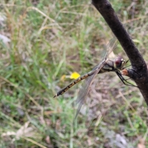 Hemicordulia tau at Stromlo, ACT - 5 Feb 2022