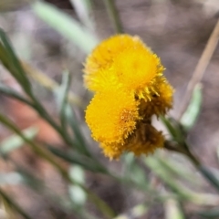 Chrysocephalum apiculatum (Common Everlasting) at Stromlo, ACT - 5 Feb 2022 by trevorpreston