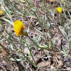 Chrysocephalum apiculatum at Stromlo, ACT - 5 Feb 2022 12:02 PM