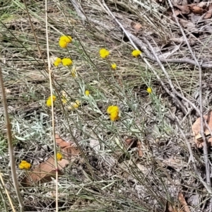 Chrysocephalum apiculatum at Stromlo, ACT - 5 Feb 2022 12:02 PM