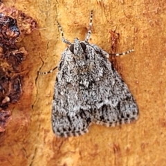 Spectrotrota fimbrialis (A Pyralid moth) at Stromlo, ACT - 5 Feb 2022 by trevorpreston