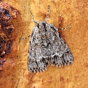 Spectrotrota fimbrialis at Stromlo, ACT - 5 Feb 2022