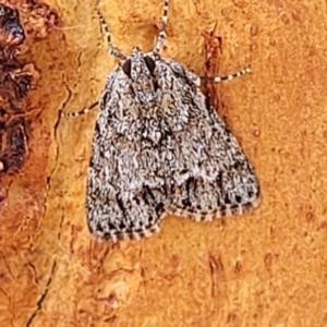 Spectrotrota fimbrialis at Stromlo, ACT - 5 Feb 2022 11:57 AM