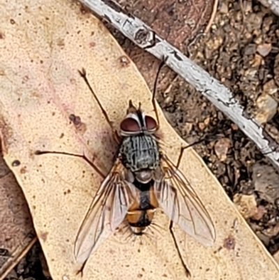 Prosena sp. (genus) (A bristle fly) at Piney Ridge - 5 Feb 2022 by tpreston