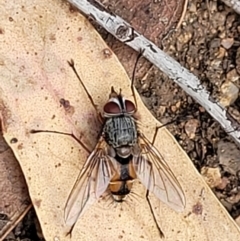 Prosena sp. (genus) (A bristle fly) at Stromlo, ACT - 5 Feb 2022 by tpreston