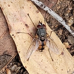 Prosena sp. (genus) at Stromlo, ACT - 5 Feb 2022 11:55 AM