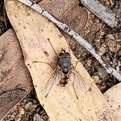 Prosena sp. (genus) at Stromlo, ACT - 5 Feb 2022 11:55 AM