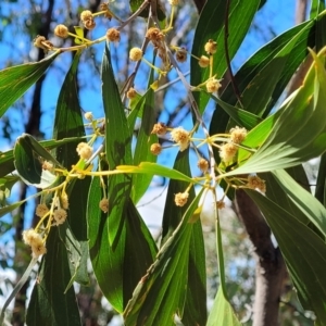 Acacia implexa at Molonglo Valley, ACT - 5 Feb 2022