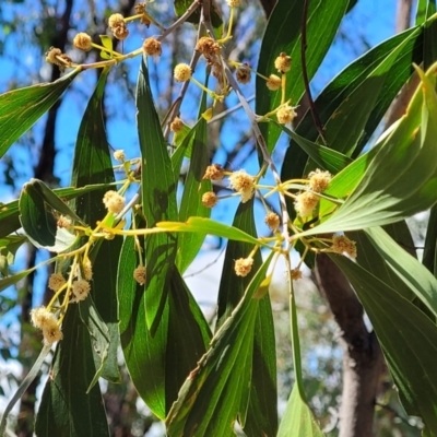 Acacia implexa (Hickory Wattle, Lightwood) at Block 402 - 5 Feb 2022 by trevorpreston