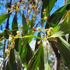 Acacia implexa (Hickory Wattle) at Molonglo Valley, ACT - 5 Feb 2022 by tpreston