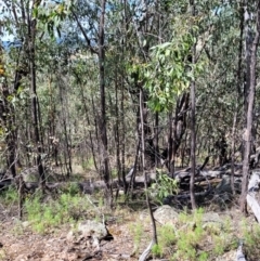 Acacia implexa at Molonglo Valley, ACT - 5 Feb 2022