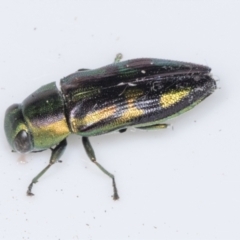 Melobasis purpurascens (A jewel beetle) at Higgins, ACT - 4 Feb 2022 by AlisonMilton