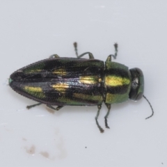 Melobasis purpurascens at Higgins, ACT - 5 Feb 2022 07:05 AM