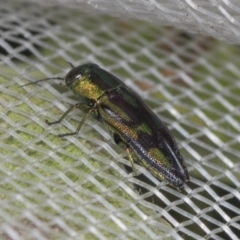 Melobasis purpurascens at Higgins, ACT - 5 Feb 2022 07:05 AM