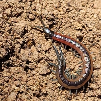 Scolopendra laeta (Giant Centipede) at Bluetts Block Area - 5 Feb 2022 by trevorpreston