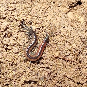 Scolopendra laeta at Molonglo Valley, ACT - 5 Feb 2022