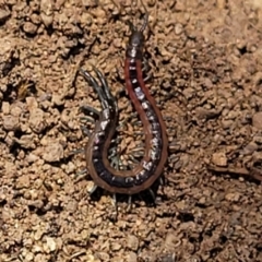 Scolopendra laeta at Molonglo Valley, ACT - 5 Feb 2022