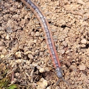 Scolopendra laeta at Molonglo Valley, ACT - 5 Feb 2022