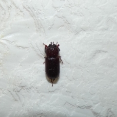Syndesus cornutus (Stag beetle) at McKellar, ACT - 1 Feb 2022 by Birdy
