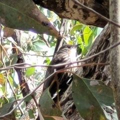 Cormobates leucophaea (White-throated Treecreeper) at Block 402 - 5 Feb 2022 by trevorpreston