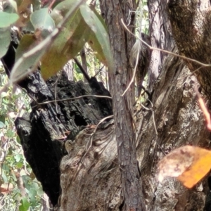 Cormobates leucophaea at Molonglo Valley, ACT - 5 Feb 2022