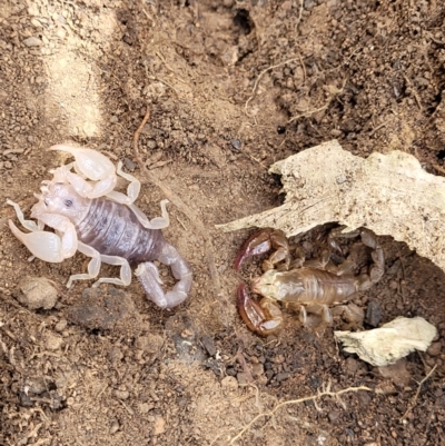 Urodacus manicatus (Black Rock Scorpion) at Block 402 - 5 Feb 2022 by trevorpreston