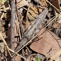 Coryphistes ruricola (Bark-mimicking Grasshopper) at Molonglo Valley, ACT - 5 Feb 2022 by trevorpreston