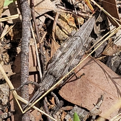 Coryphistes ruricola (Bark-mimicking Grasshopper) at Block 402 - 5 Feb 2022 by trevorpreston