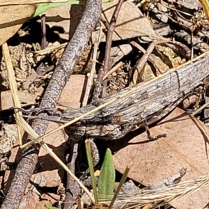 Coryphistes ruricola at Molonglo Valley, ACT - 5 Feb 2022